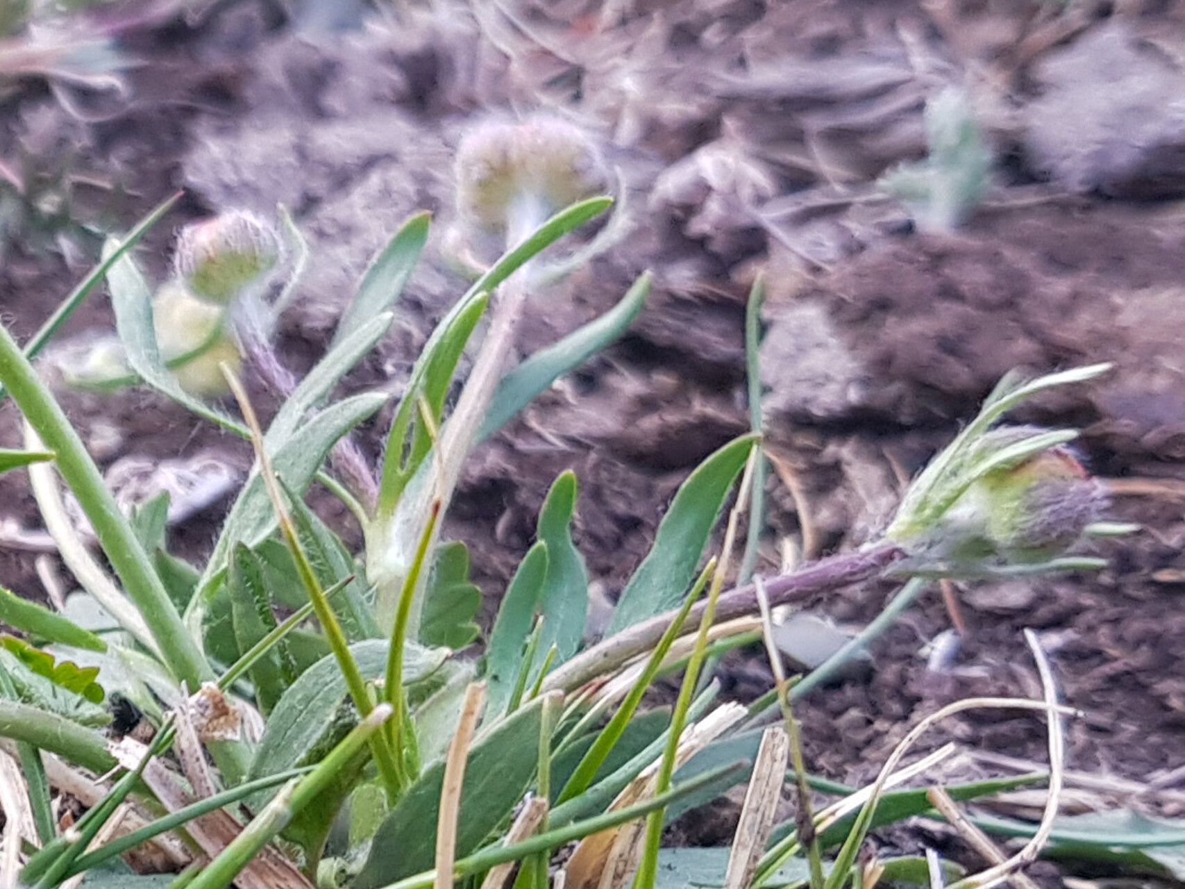 Ranunculus pseudohirculus — houseplant care guide