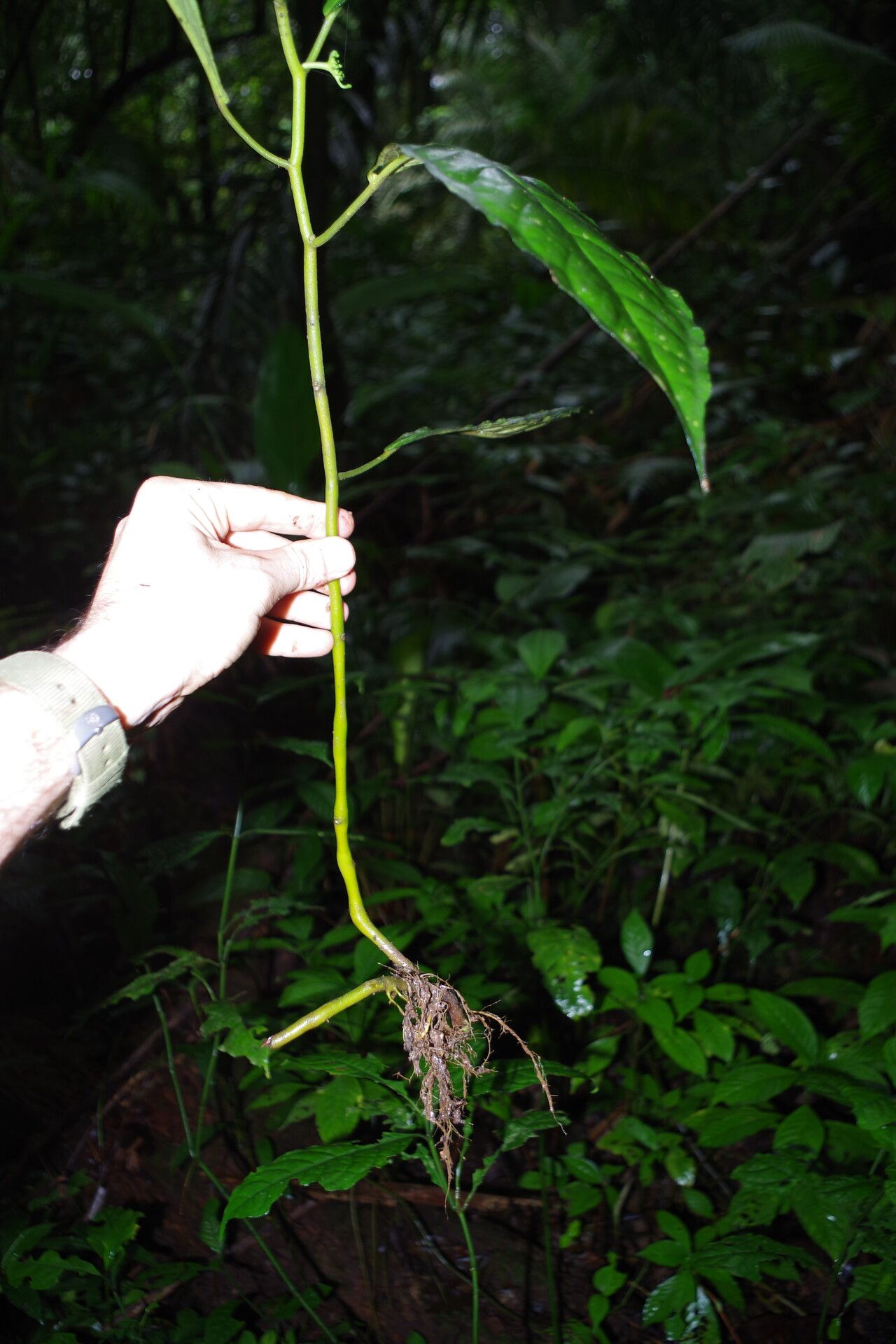 Dorstenia ciliata bark
