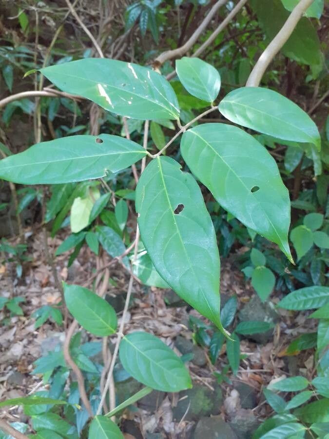 Hiptage benghalensis leaf