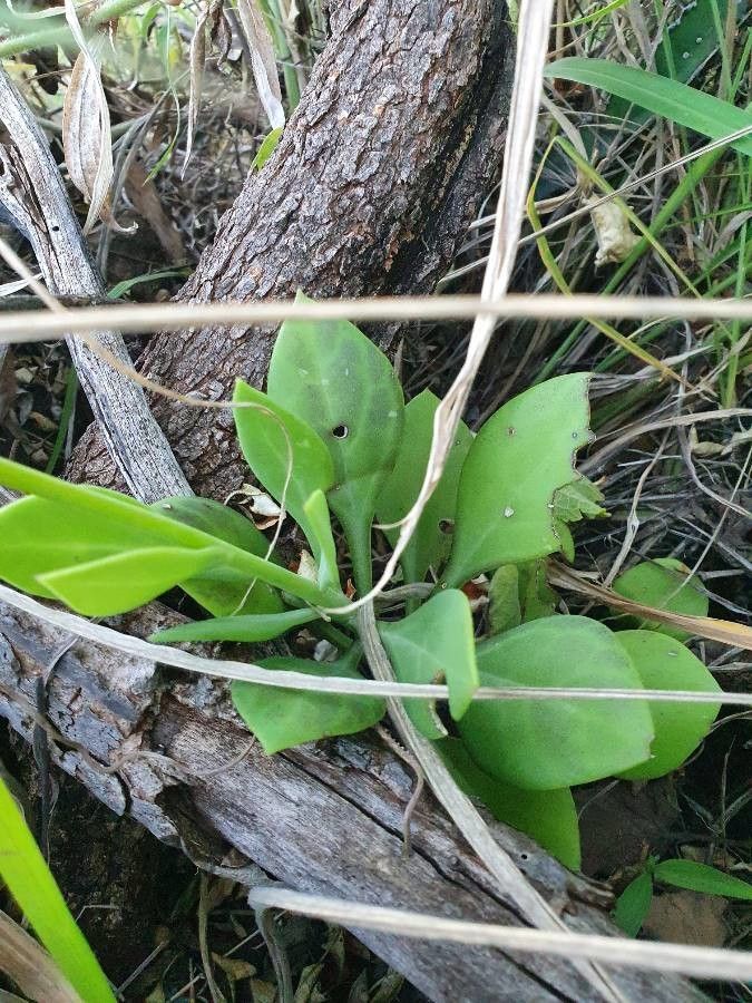 Kleinia abyssinica leaf