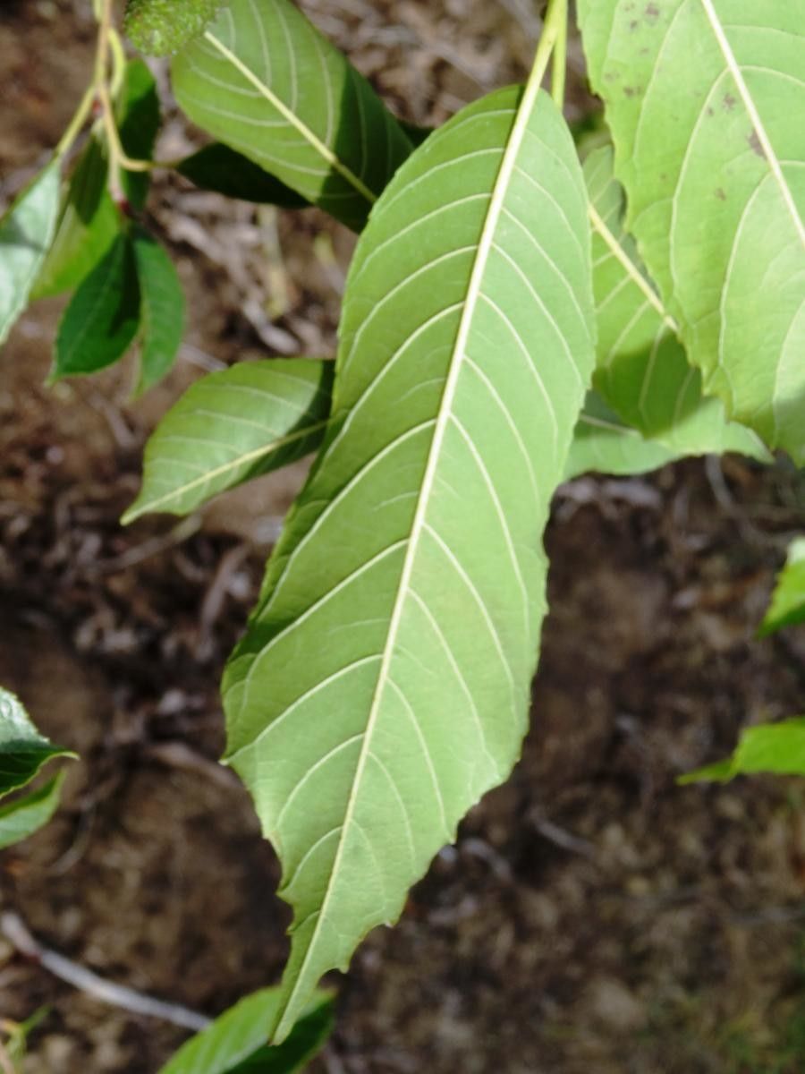 Alnus cremastogyne leaf