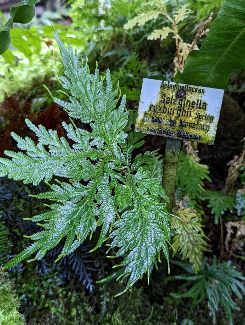 Selaginella roxburghii habit
