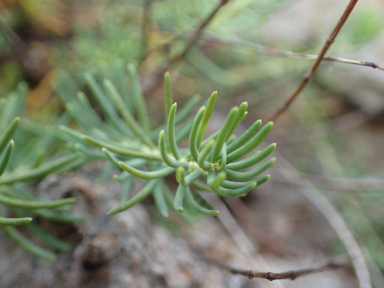 Hypericum coris leaf