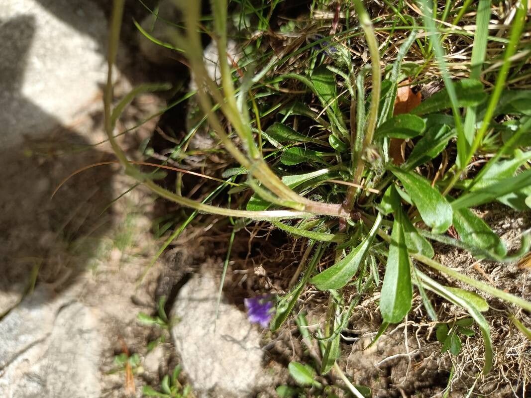 Campanula orbelica — houseplant care guide