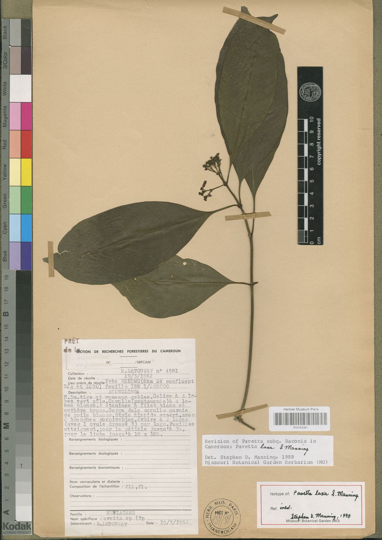 Pavetta laxa — houseplant care guide