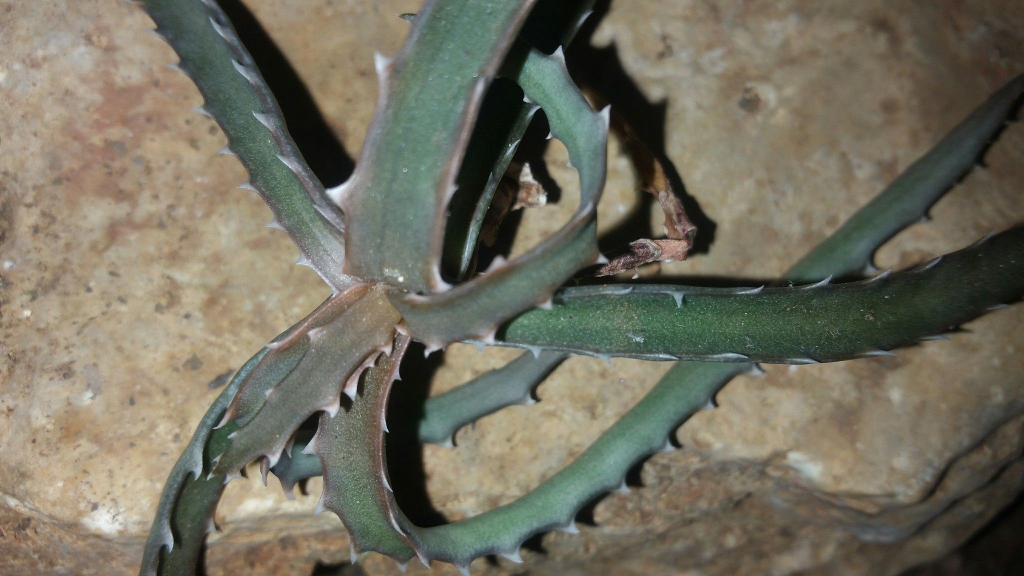 Aloe beankaensis leaf