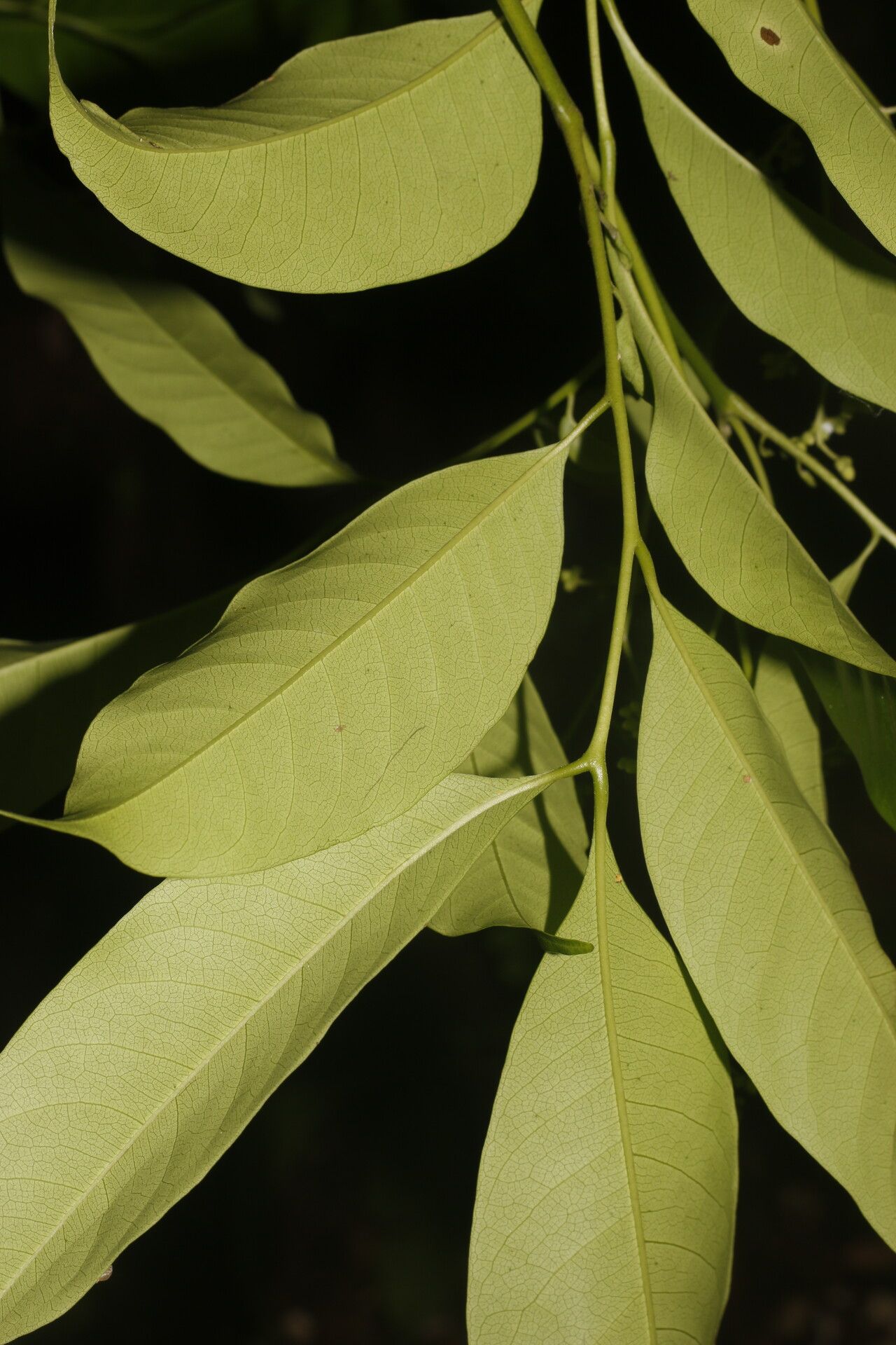 Trichilia pleeana leaf
