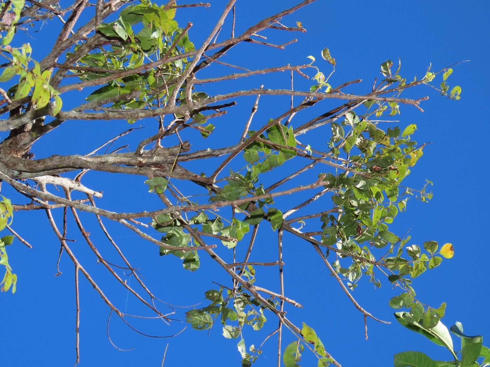 Lannea antiscorbutica habit