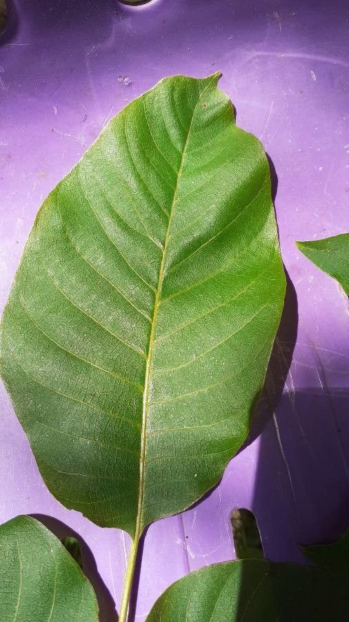 Cupania americana leaf