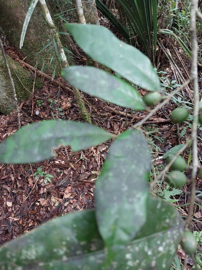 Drypetes madagascariensis — houseplant care guide