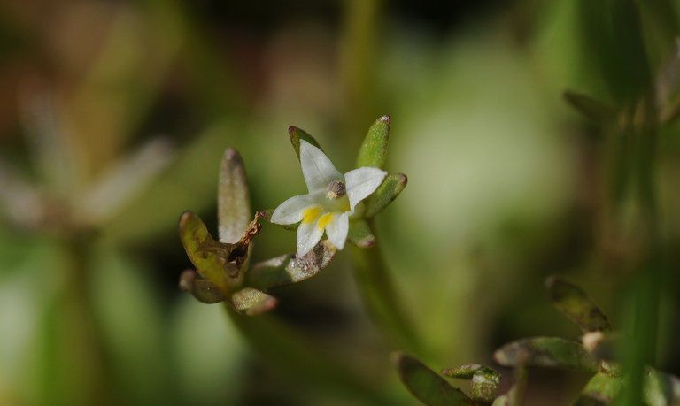 Downingia pusilla flower