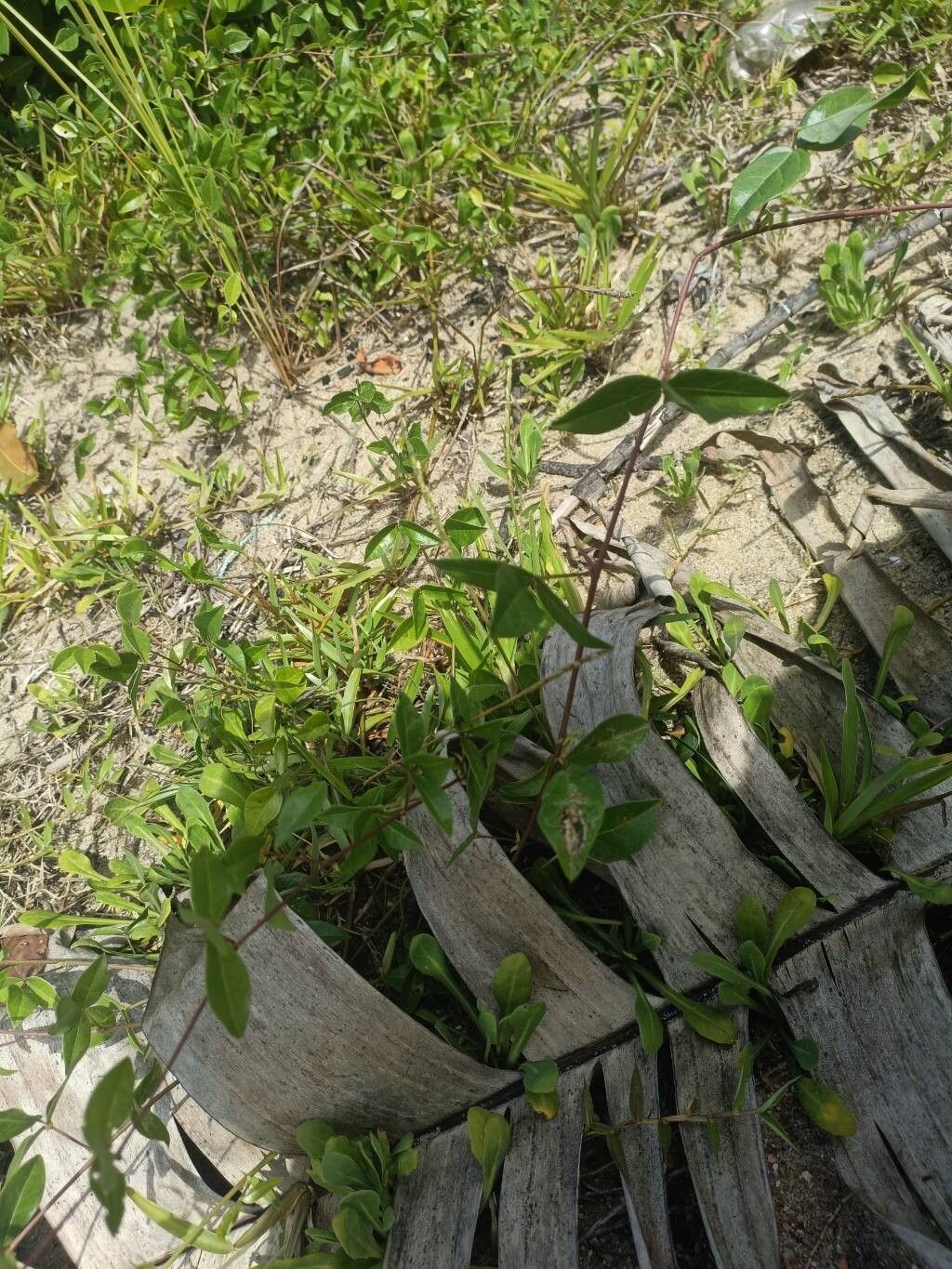 Macrotyloma axillare habit