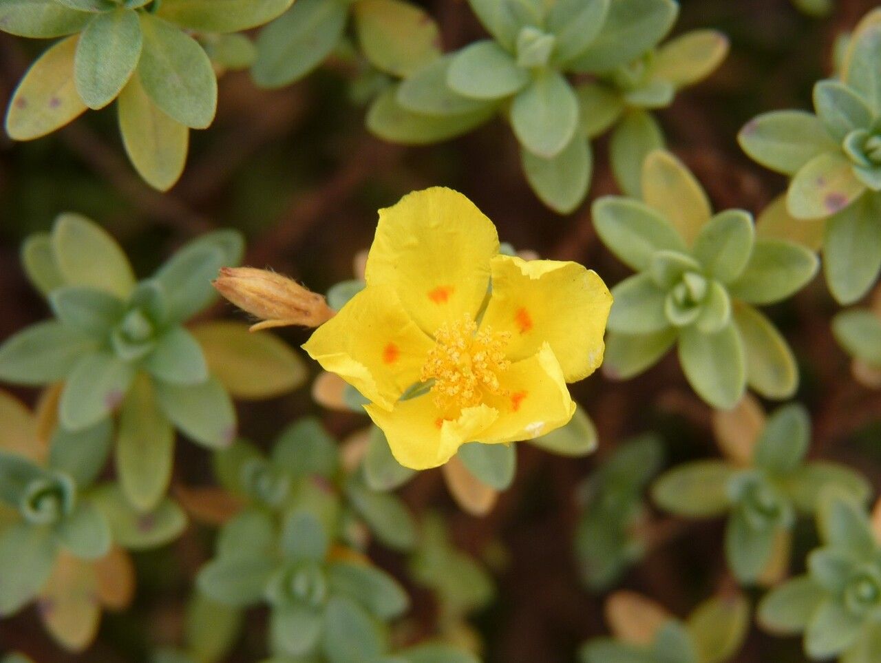 Helianthemum lunulatum flower