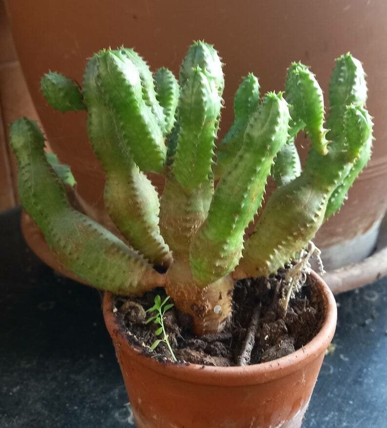 Euphorbia globosa bark