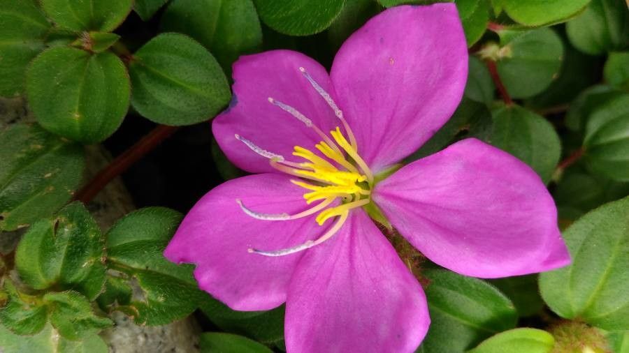 Dissotis rotundifolia flower
