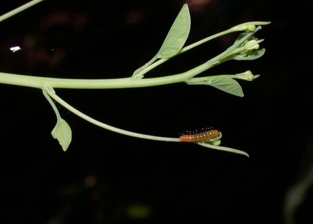 Passiflora arbelaezii fruit