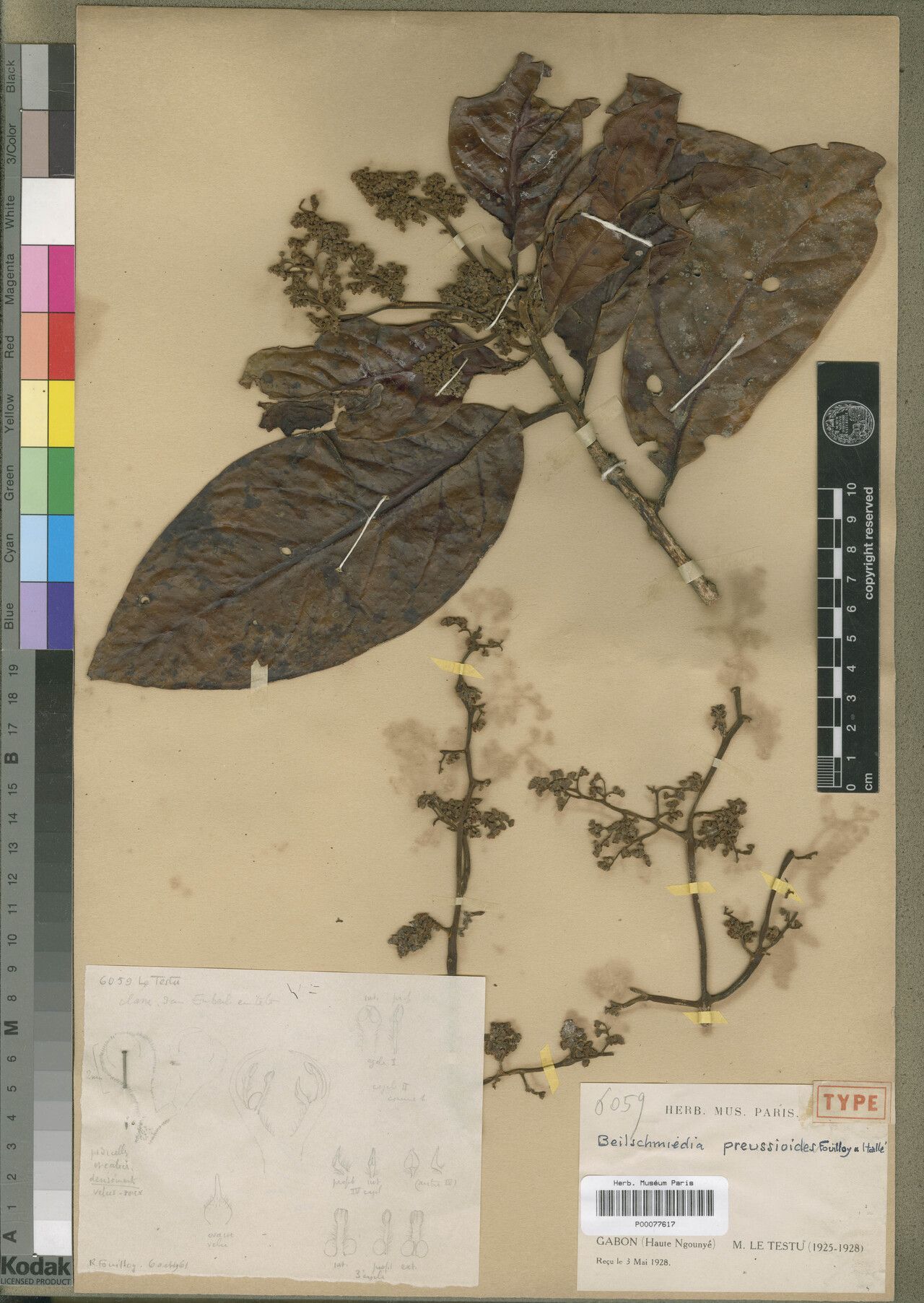 Beilschmiedia preussioides — houseplant care guide