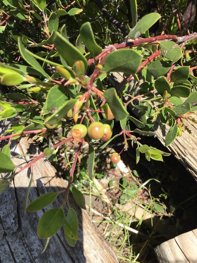 Arctostaphylos stanfordiana fruit
