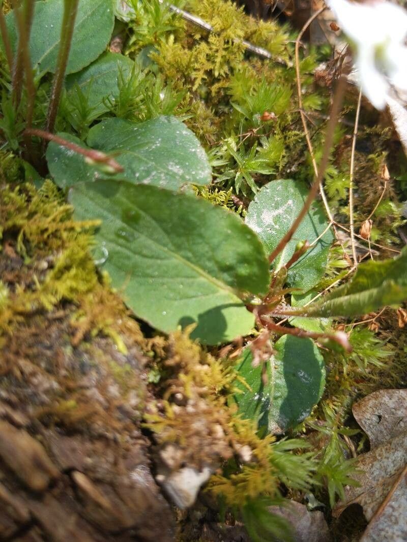 Viola lanceolata leaf