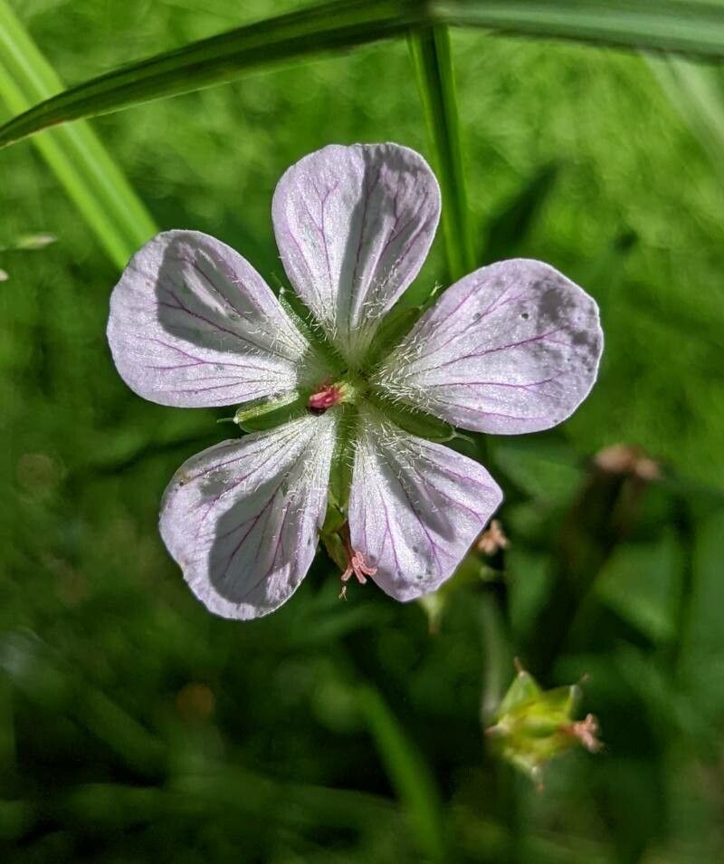 Geranium richardsonii flower