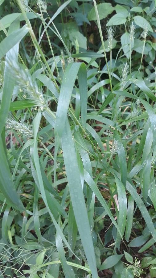 Elymus virginicus — search result for 'Elymus'