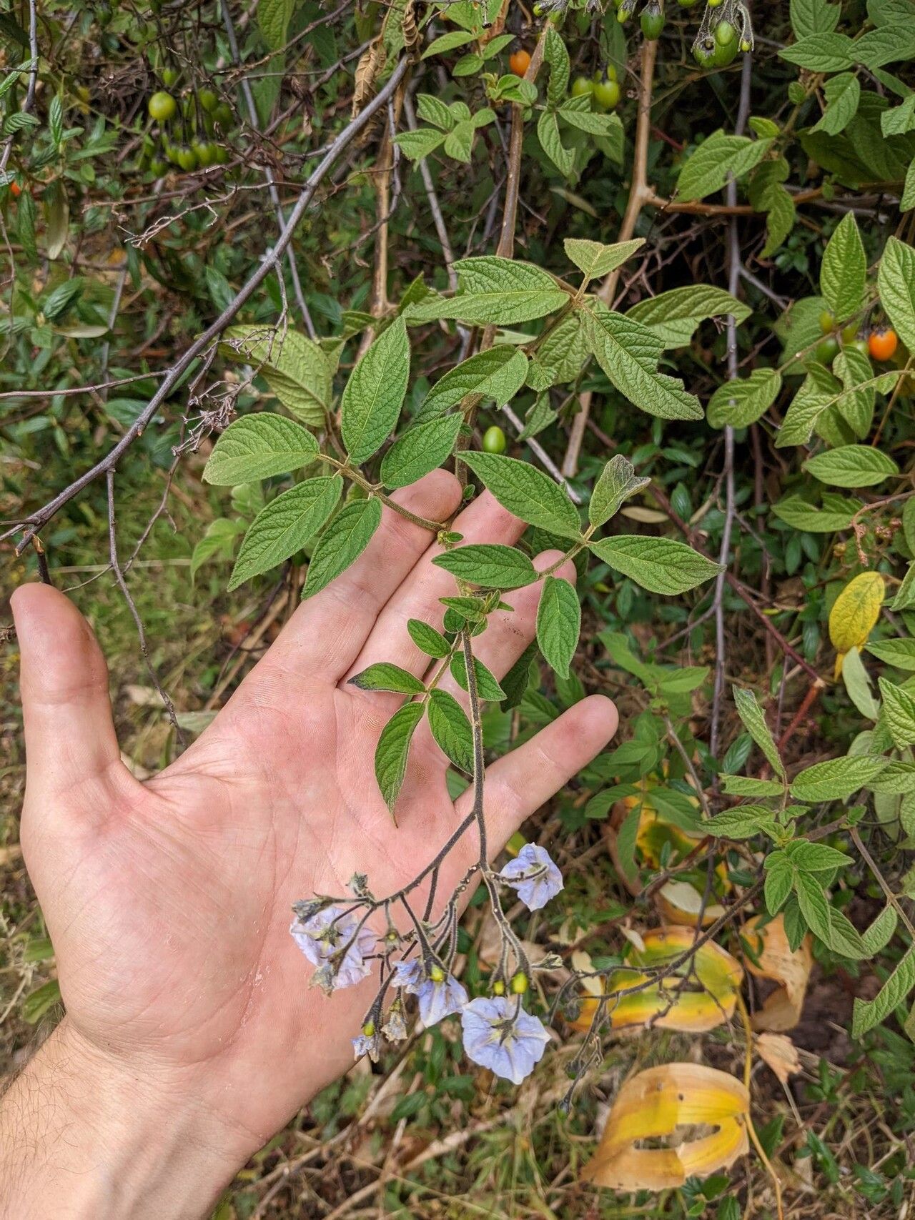 Solanum taeniotrichum — houseplant care guide