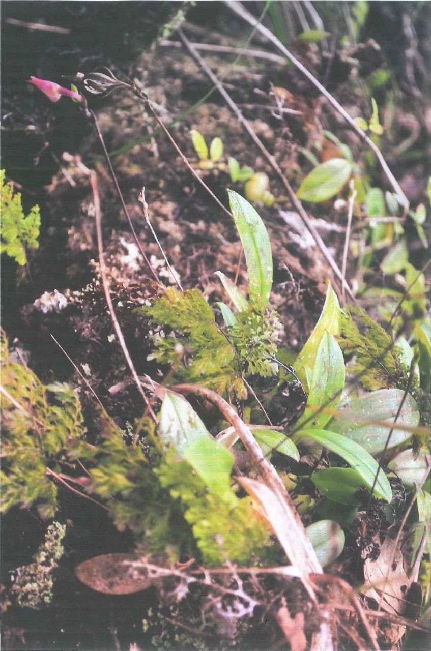 Bulbophyllum comptonii habit