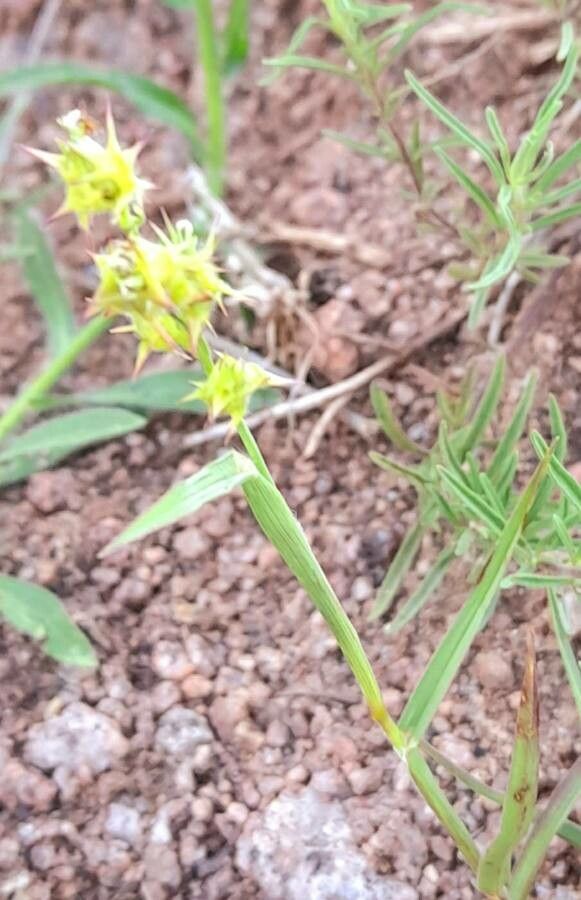 Cenchrus spinifex habit