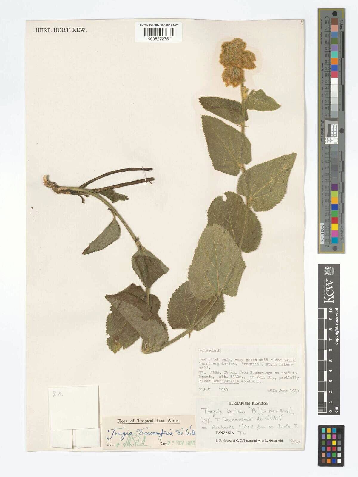 Tragia descampsii — houseplant care guide