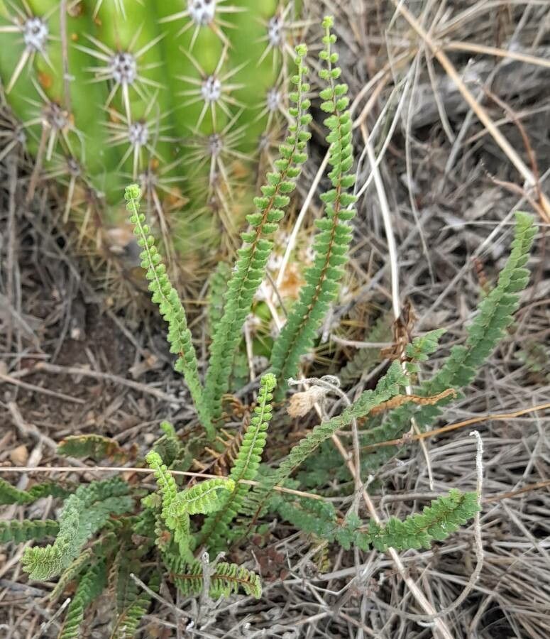 Cheilanthes bonariensis habit