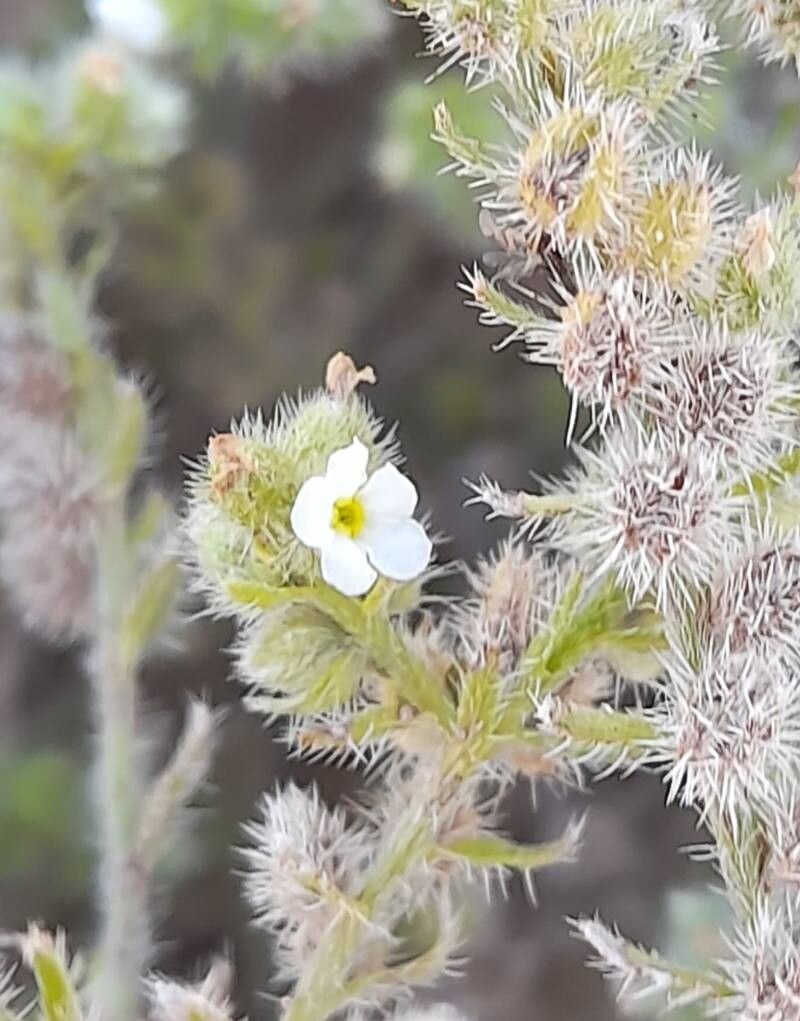 Cryptantha diffusa — search result for 'Cryptantha'
