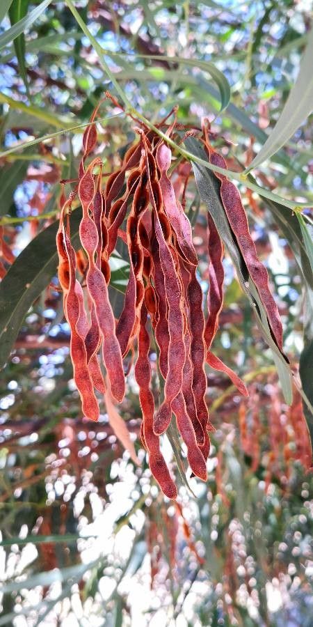 Acacia saligna — search result for 'Acacia'