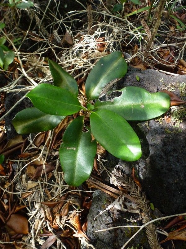 Tristaniopsis vieillardii habit