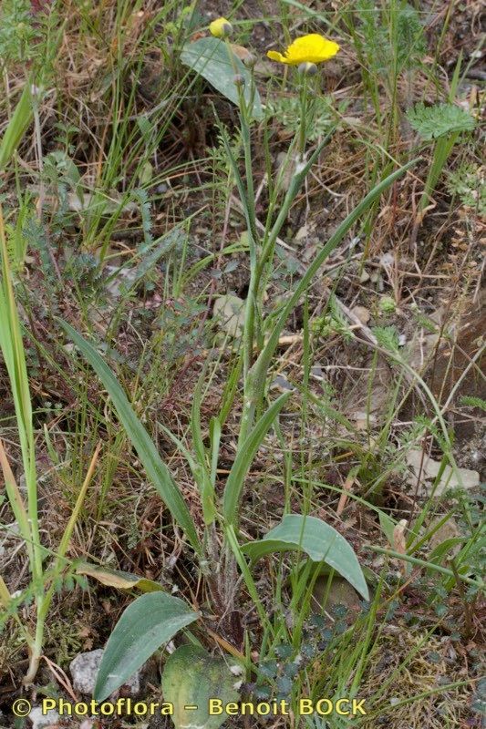 Ranunculus abnormis