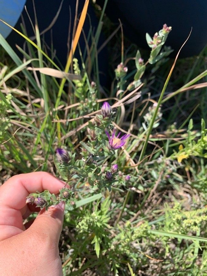 Symphyotrichum sericeum flower