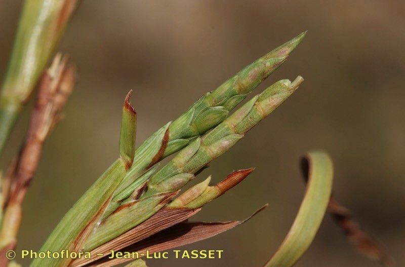 Hemarthria altissima flower