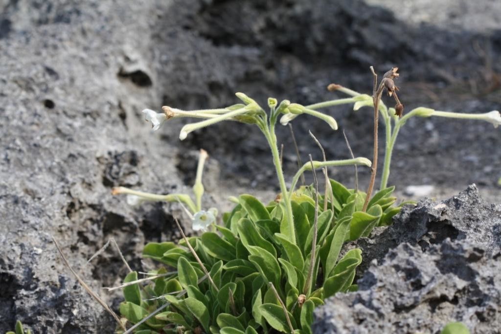 Nicotiana fragrans habit