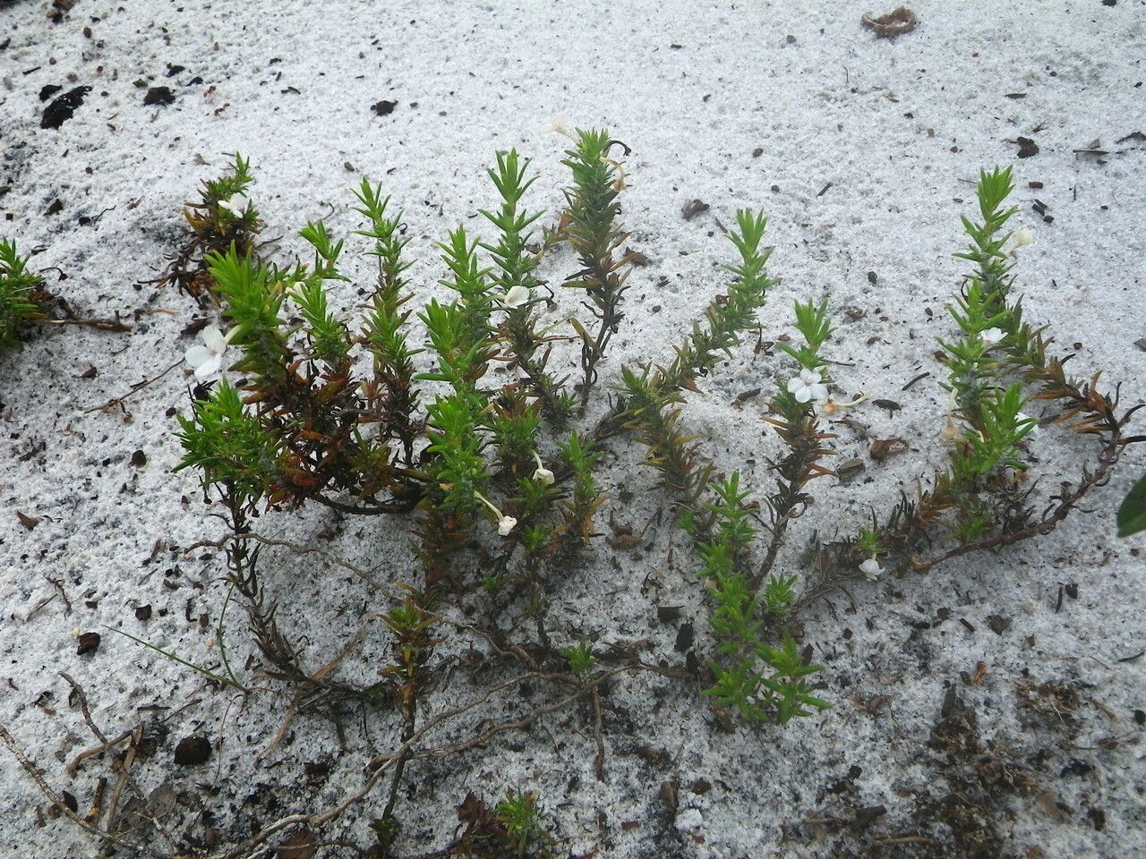 Gratiola hispida habit