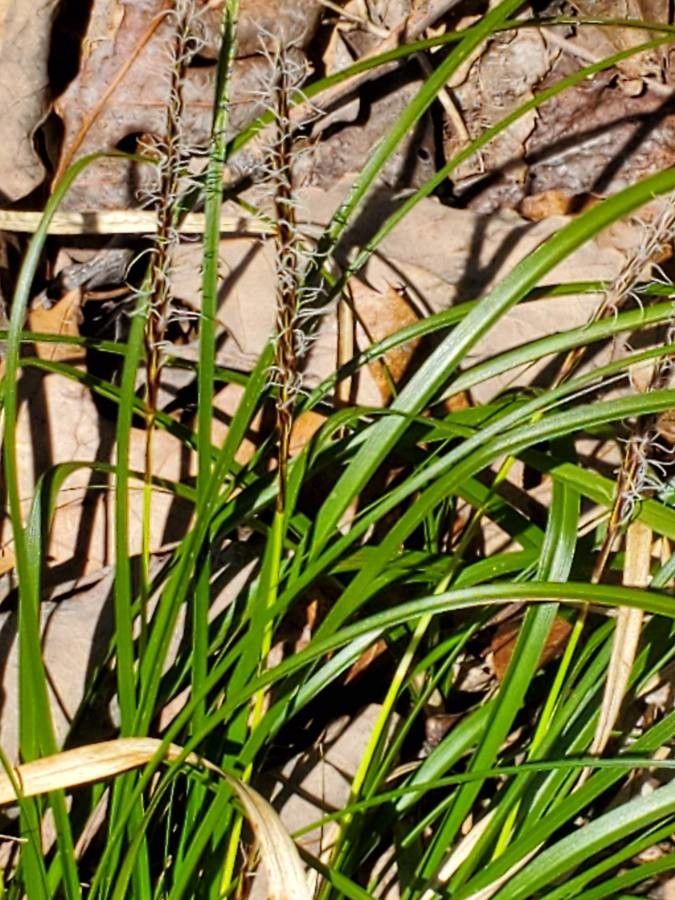 Carex picta — houseplant care guide