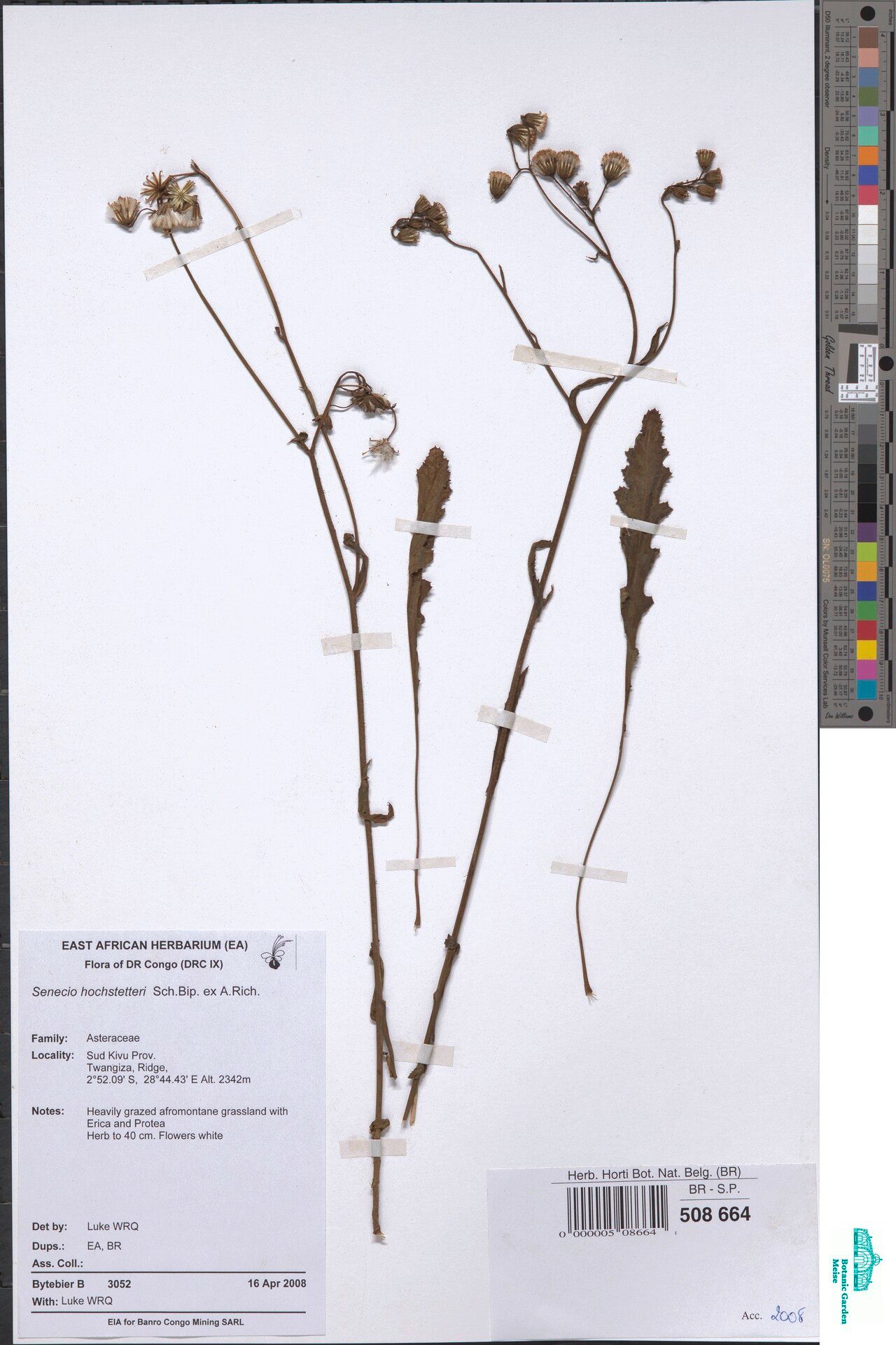 Senecio hochstetteri — houseplant care guide