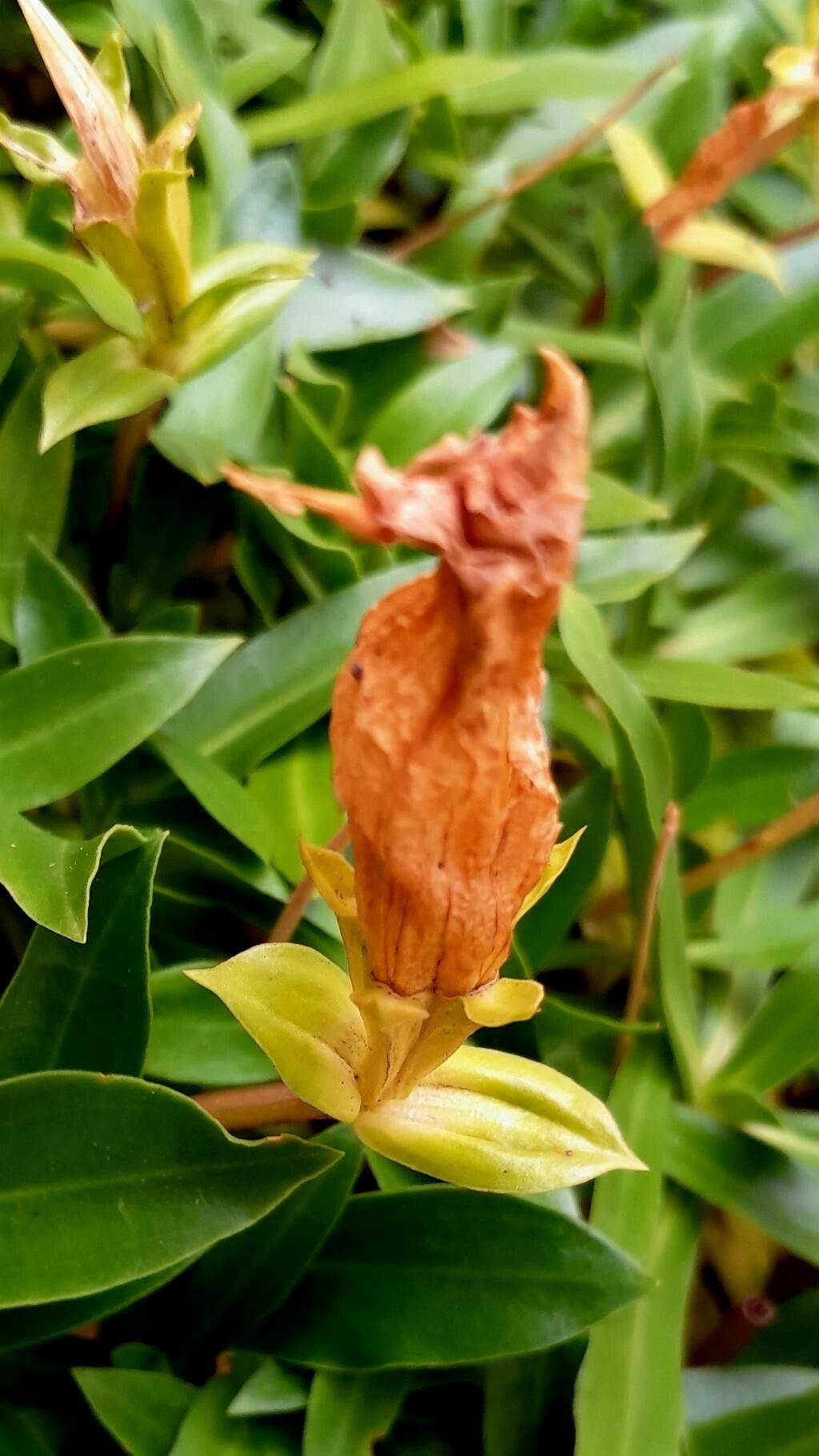 Gentiana dinarica fruit