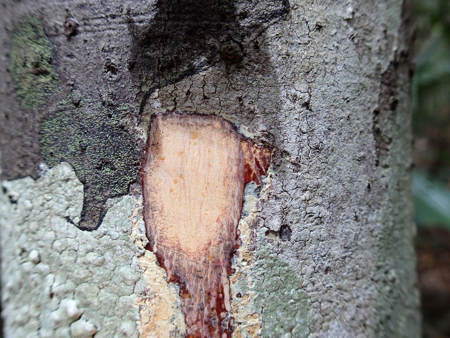 Ficus nitidifolia bark