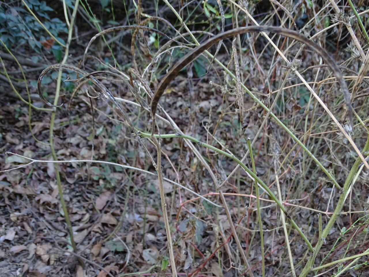 Senna obtusifolia fruit