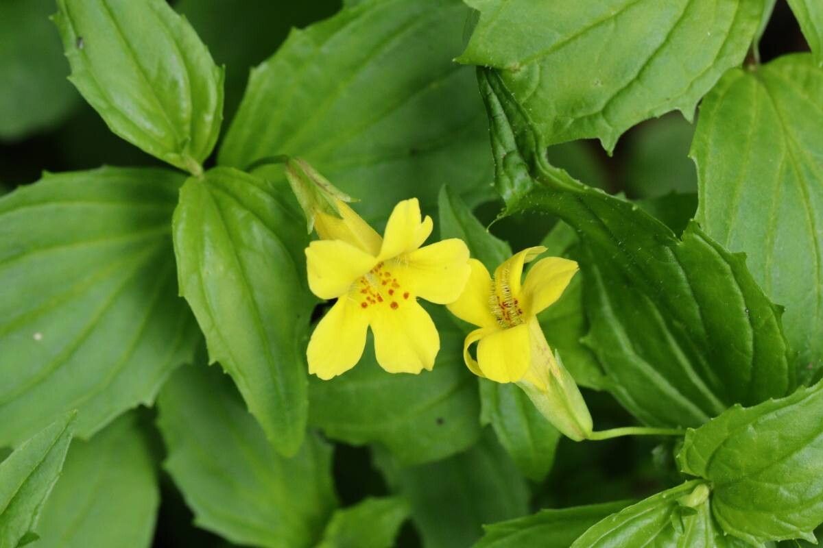 Erythranthe sessilifolia — houseplant care guide