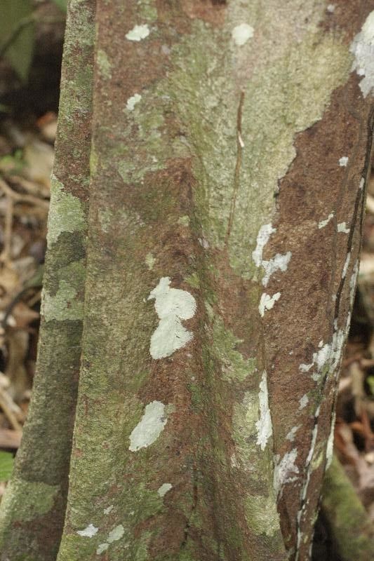Pouteria engleri bark
