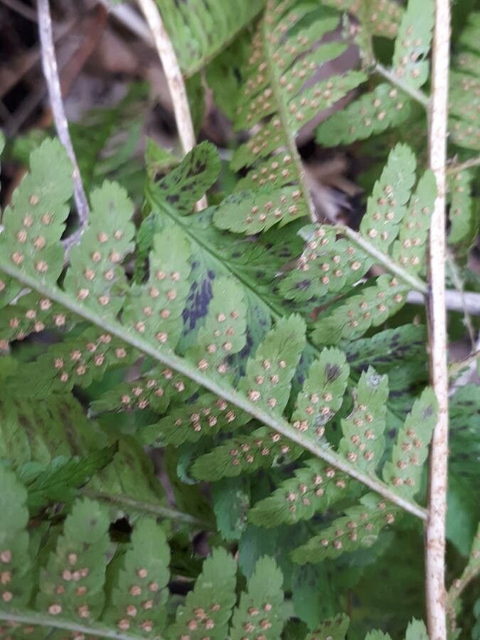 Dryopteris carthusiana flower