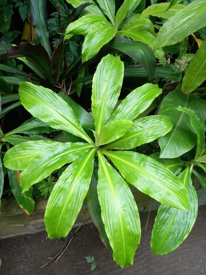 Philodendron wendlandii — search result for 'Philodendron'
