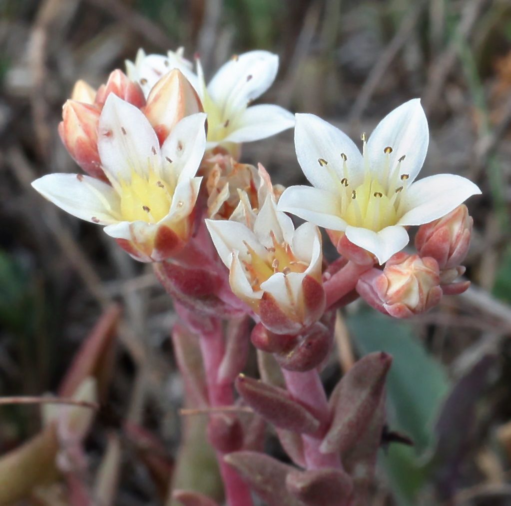 Dudleya nesiotica — search result for 'Dudleya'
