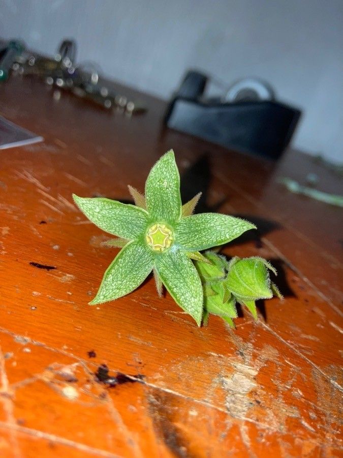 Gonolobus grandiflorus flower