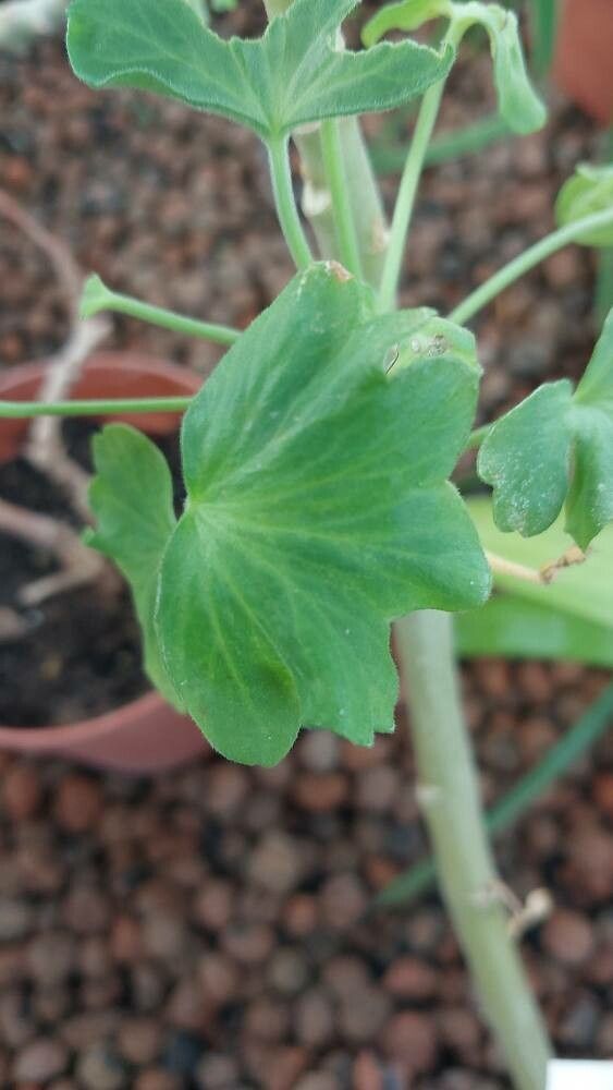 Pelargonium cortusifolium — houseplant care guide